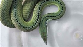 7000元高身價寵物蛇離家出走！將開放領養