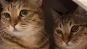 ▲（圖／翻攝自微博）