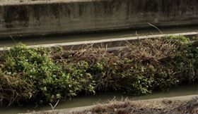 彰化嬤離家失蹤！看護溝渠見身影竟成浮屍