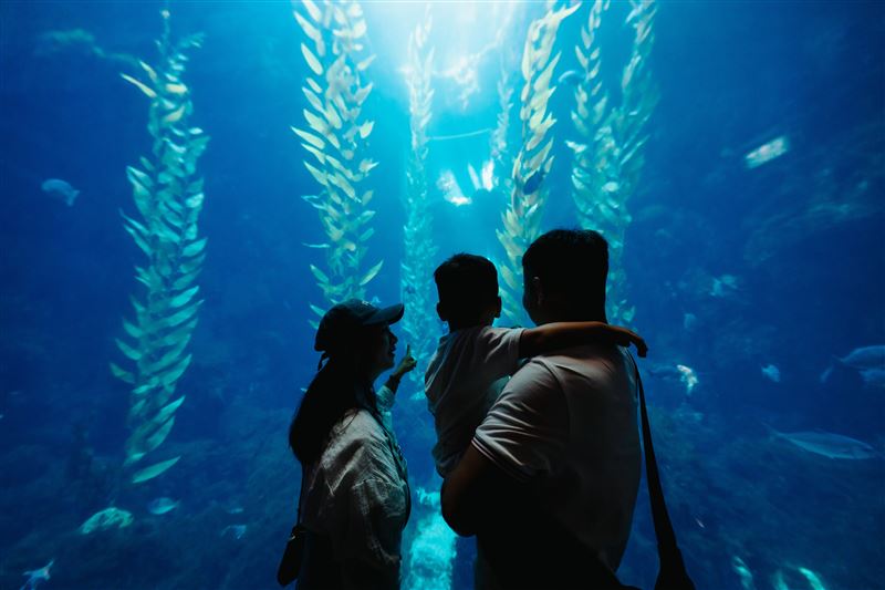 世界水域館的海藻森林是來海生館必拍景點之一。（圖／屏東海生館提供）