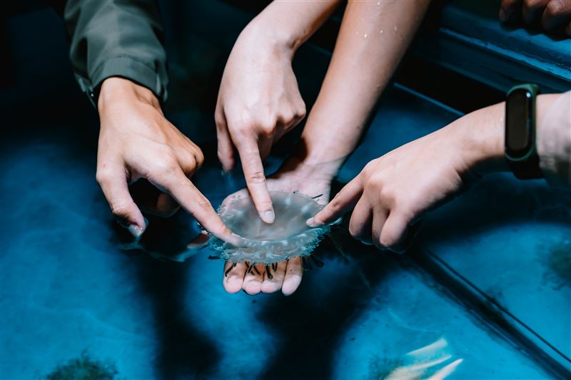 魚你同行後場體驗活動「與水母的親密接觸」。（圖／屏東海生館提供）