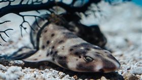 吉祥物鯊寶攜手維格阿波週六見面會加碼贈限量鳳梨酥（業配勿用）