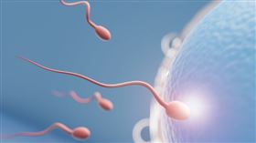 精子、精蟲 示意圖／freepik