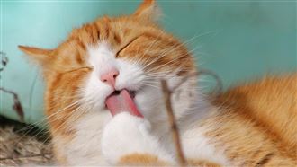 基因決定我喵你　貓越會叫越吃得開