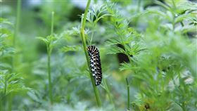 毛毛蟲。（示意圖／PIXABAY）