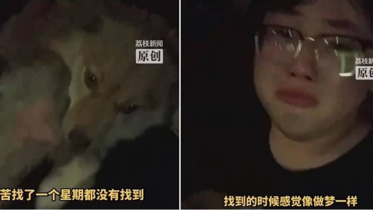 愛犬走失1週,竟在2公里外的打工處找到狗,飼主當場淚崩。(圖/翻攝自荔枝新聞)