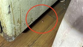 快訊／台中南屯傳槍響！24歲女「手部中彈」送醫　現場遺留2鋼珠彈