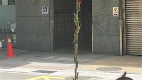 新北各地區民眾發現最近多處都出現蝗蟲、蚱蜢蹤影。（圖／翻攝自「路上觀察學院」臉書社團）