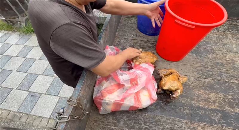 附近民眾每天都會到烤雞店拿丟棄的烤雞餵流浪犬。(圖/翻攝畫面)