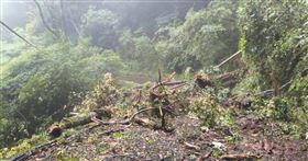 大雪山林道巨樹壓斷電桿　交通中斷（圖／翻攝畫面）