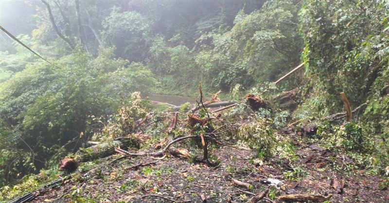 路樹倒塌意外,不僅橫倒占據整個路面,還壓毀沿線電桿,導致道路全面封閉、車輛無法通行。(圖/翻攝畫面)