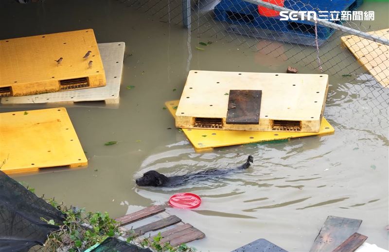 永康黃媽媽狗園慘淹成泳池,不少人看到狗狗可憐模樣,熱心伸出援手。(圖/台灣動物緊急救援小組提供)