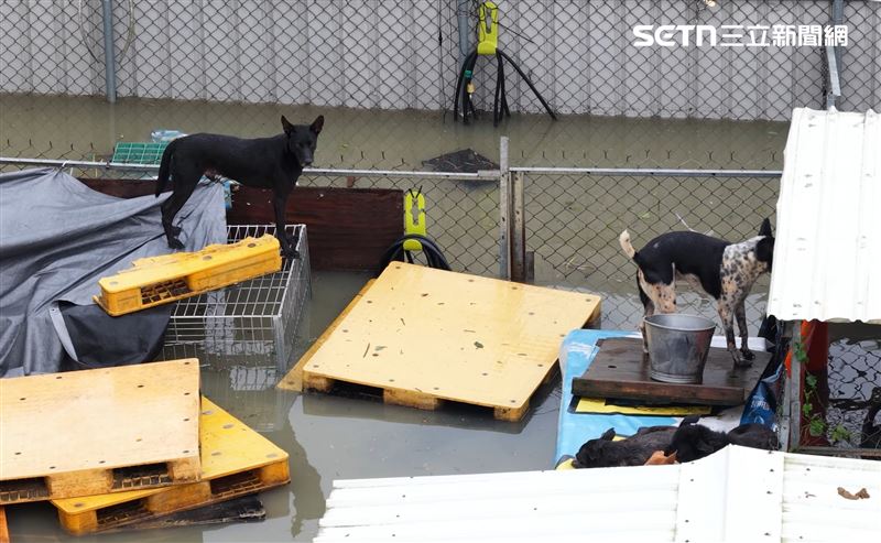 狗狗被迫站到籠子上頭求活命。(圖/台灣動物緊急救援小組提供)