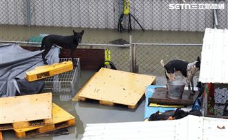 心疼！狗園淹成泳池　汪星人泡水掙扎求生