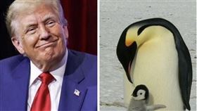 川普、企鵝（組合圖／翻攝自川普臉書、pixabay）