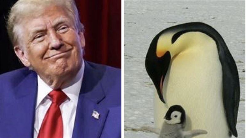 靠企鵝打動川普?這座小島降31%成贏家