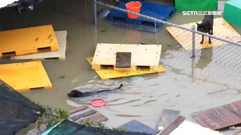 台南豪雨水淹及胸 狗園淹水狗趴屋頂逃生