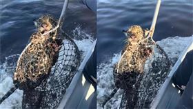 美洲豹,落水,巴西