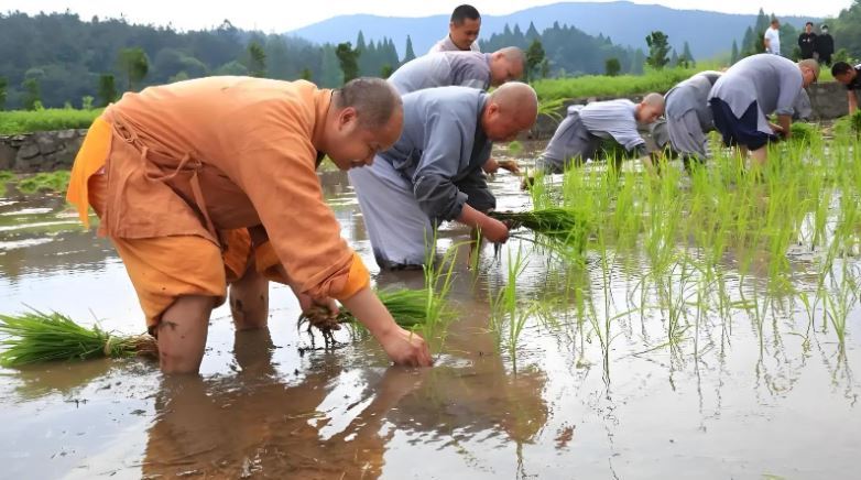 新住持上任後大力推行「農禪並重」理念。(圖/翻攝自微博)