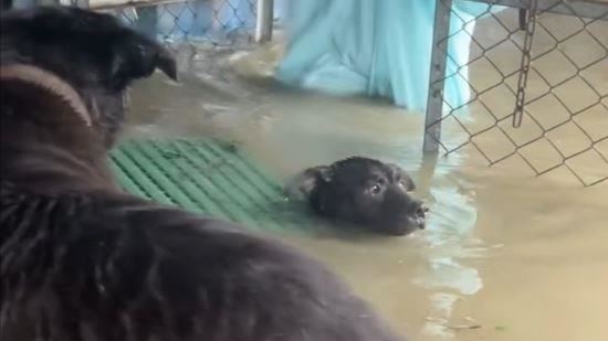 台南狗園成游泳池　汪星人泡水發抖無處躲