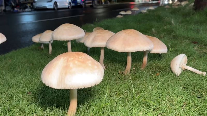 高雄連日豪雨,草地容易長出「綠褶菇」,食藥署警告民眾有毒千萬不要採摘食用。(圖/記者黃啟超攝影)