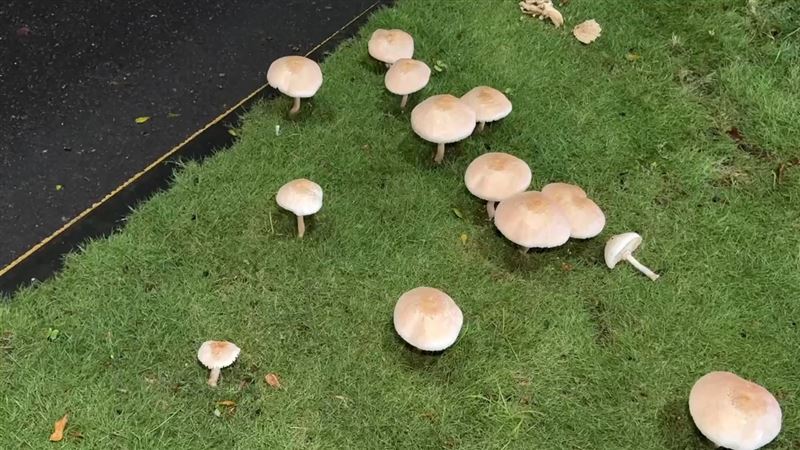 綠褶菇尺寸相當巨大,有民眾發現後好奇的拍下來。(圖/記者黃啟超攝影)