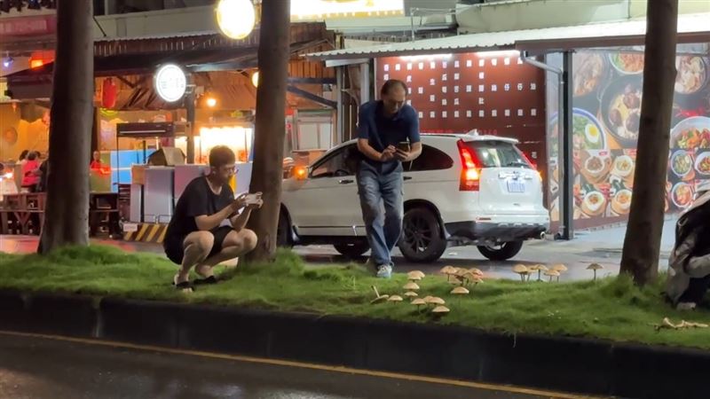 綠褶菇尺寸相當巨大,有民眾發現後好奇的拍下來。(圖/記者黃啟超攝影)