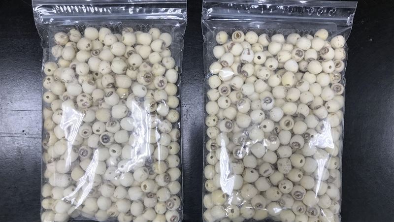 毒蓮子流入市場　這款黃麴毒素超標近2倍