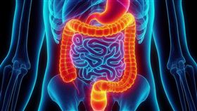 大腸，大腸癌。(圖/Pixabay)