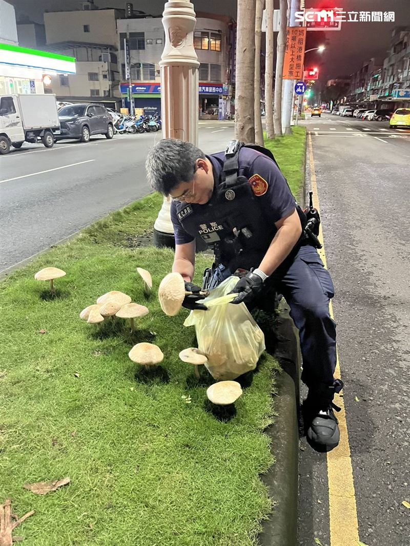 警方徒手摘香菇。（圖／翻攝畫面）