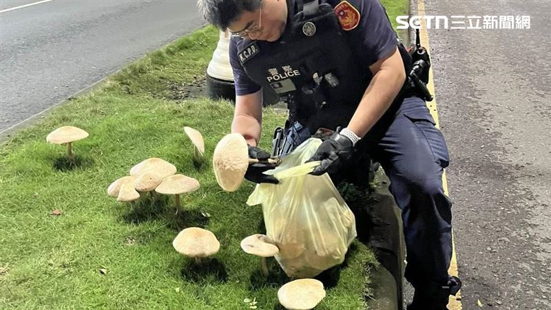 高雄鳳山區分隔島長出大量菇類,還動用員警徒手拔除。(圖/翻攝畫面)