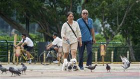 大台北地區防高溫（3）西南風沉降影響，氣象署3日針對大台北地區發布高溫資訊，台北市內湖區在下午2時出現攝氏37.4度高溫。民眾下午趁好天氣帶寵物外出，到台北市關渡公園散步。中央社記者裴禛攝 114年8月3日