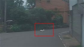 在馬路上被撞死的寵物狗。（圖／翻攝畫面）