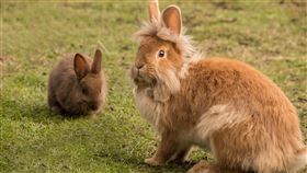 獅子兔,虐殺,抓狂,判刑