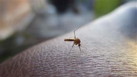 蚊子,屈公病,登革熱。（示意圖／PIXABAY）