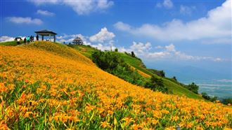 8月中衝花東！「爆量黃金」將綻放成海