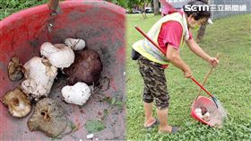 市府,公園處,鳳山分局,高雄,香菇,蕈菇,