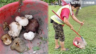 寄身分隔島？「亡菇骸照」曝：1天就很大