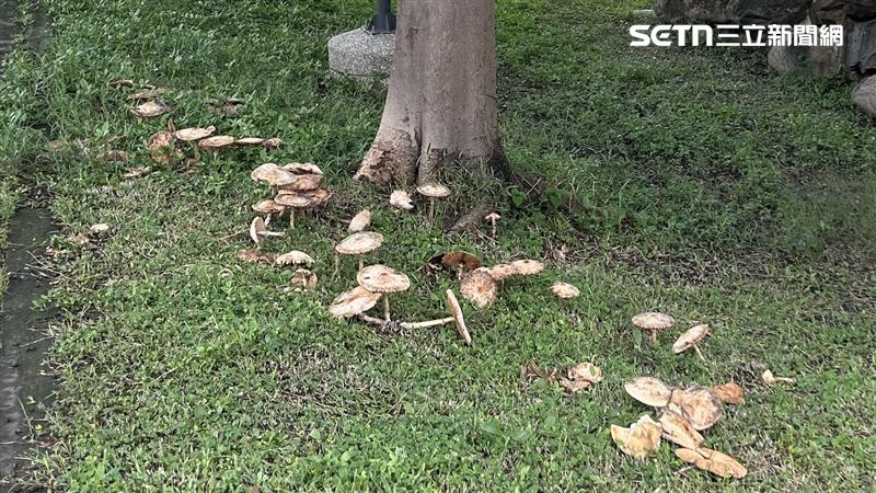 鳳山區公園、中央公園、苓雅區微笑公園也都能看見蕈菇身影。(圖/翻攝畫面)