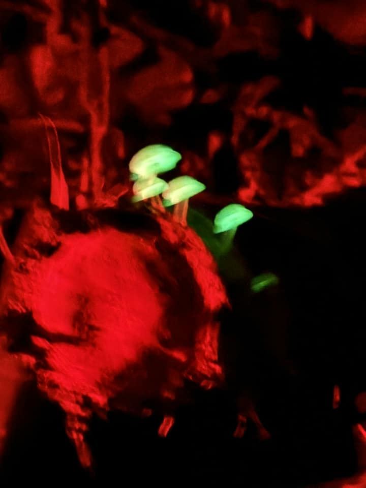 柴山濕潤林地中的螢光菇,在夜色中閃爍微光,宛如地面繁星。遊客切記保持距離拍照即可,不要過度干擾生態,保護螢光菇才能延續這片夏夜限定版星光。(圖/記者師瑞德攝影)