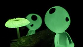 ▲柴山濕潤林地中的螢光菇，在夜色中閃爍微光，宛如地面繁星。遊客切記保持距離拍照即可，不要過度干擾生態，保護螢光菇才能延續這片夏夜限定版星光。（圖／簡子融提供） 