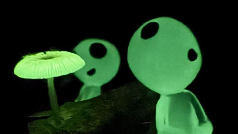 獨／高雄菇菇菇！這種神秘菇點亮柴山夜林