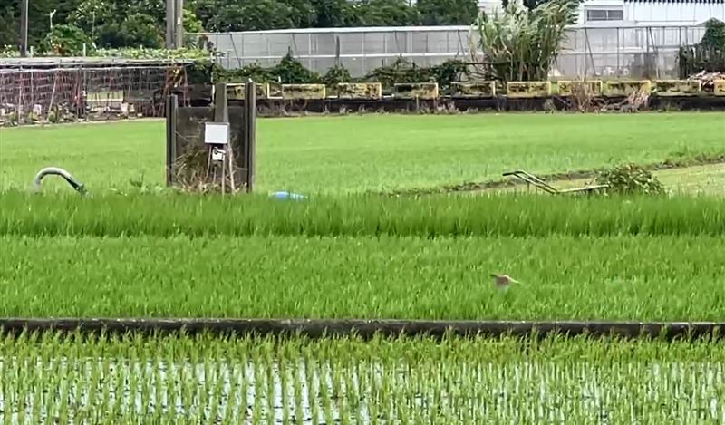 彰化45歲青農因下雨天巡視農田時，移動抽水機時不慎遭漏電電擊身亡。(圖／翻攝畫面)