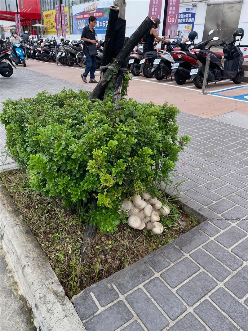台中忠明路邊草叢驚見「白色巨菇」。(圖/翻攝Threads @i___han___)