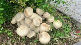 好無菇！台中白巨菇遭剷除　網友朝聖撲空