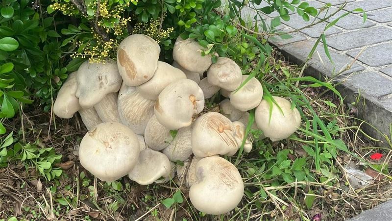 好無菇！台中巨菇群遭剷除　網友朝聖撲空