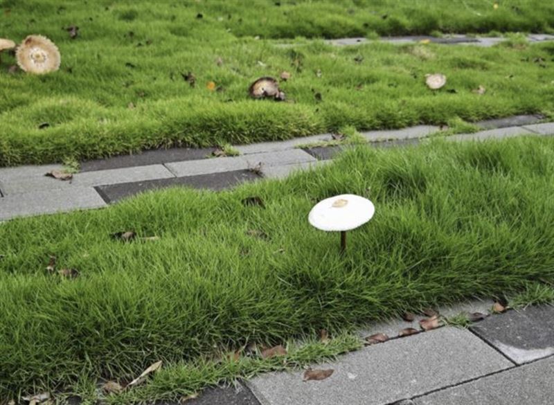 台鐵舊宿舍草地長出一朵朵香菇。（圖／翻攝自彰化人大小事）
