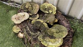 枯木長出大量巨型靈芝（圖／翻攝自彰化人大小事）