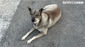 桃園市,桃園,高雄,騎士,飼主,浪犬,流浪狗,善意,違規,罰單▲圖片描述。（圖／記者陳弘逸攝影）