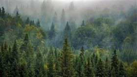 ▲BBC臥底記者深入法國北部森林幫派據點。　　　　　（示意圖／PIXABAY）